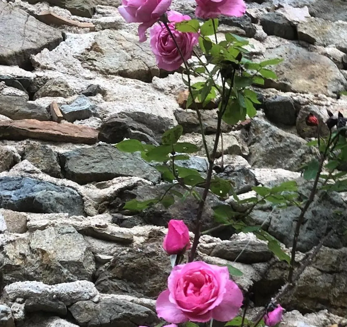 Gite Le Cedre Beauchastel 0*,